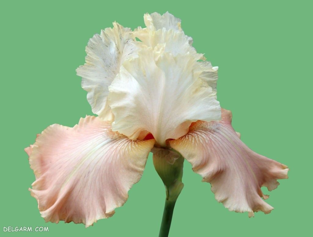 عکس های گل زنبق