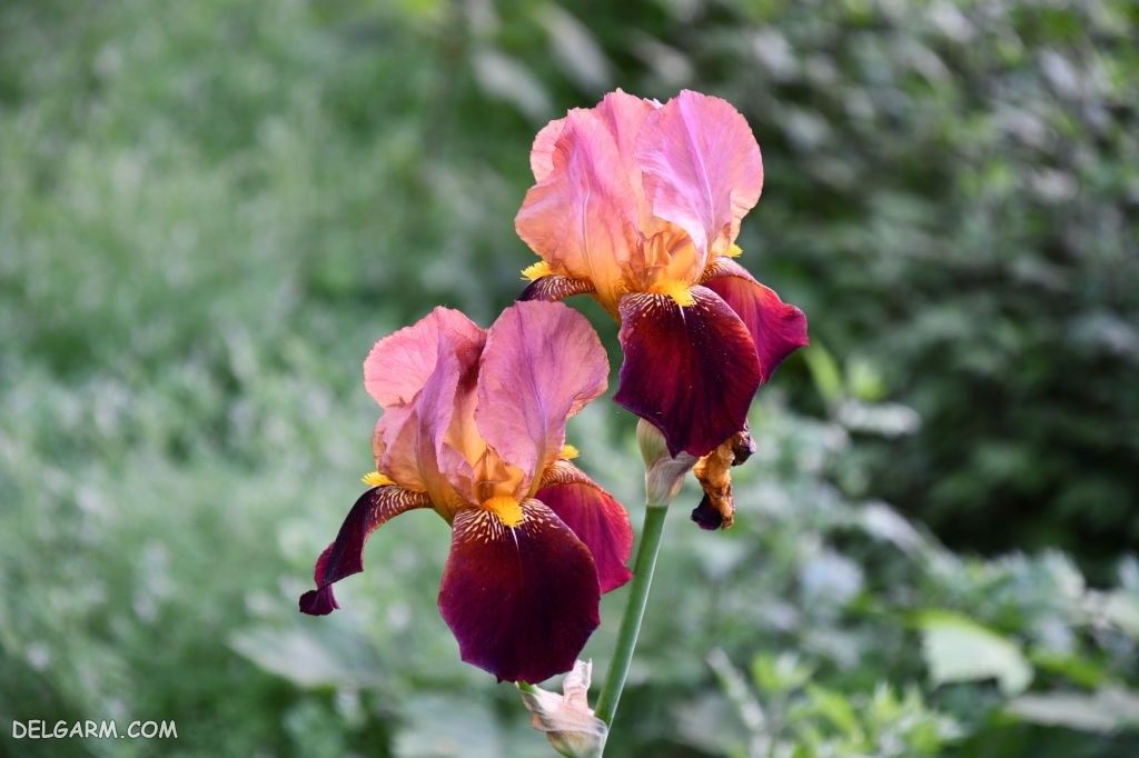 عکس های گل زنبق