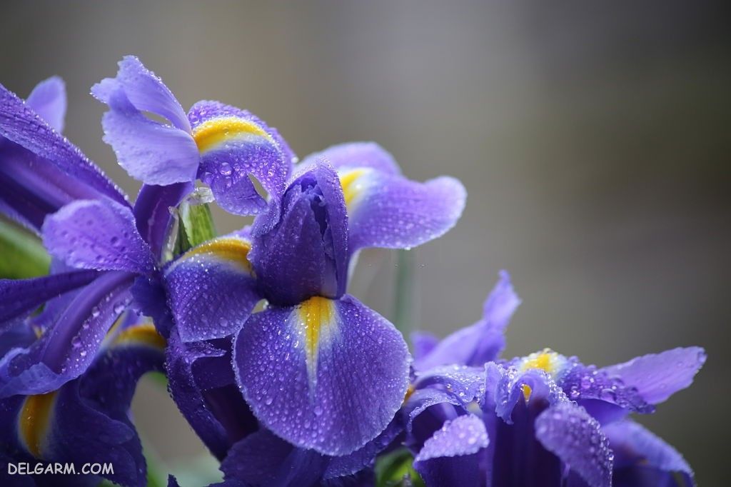 عکس های گل زنبق