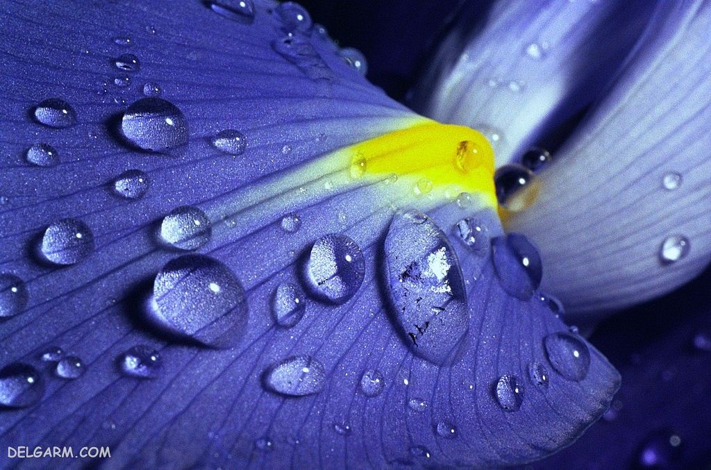 عکس گل زنبق