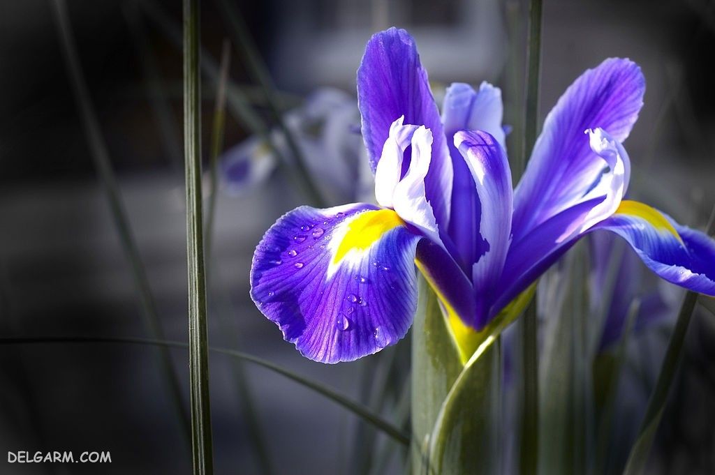 عکس گل زنبق برای پروفایل
