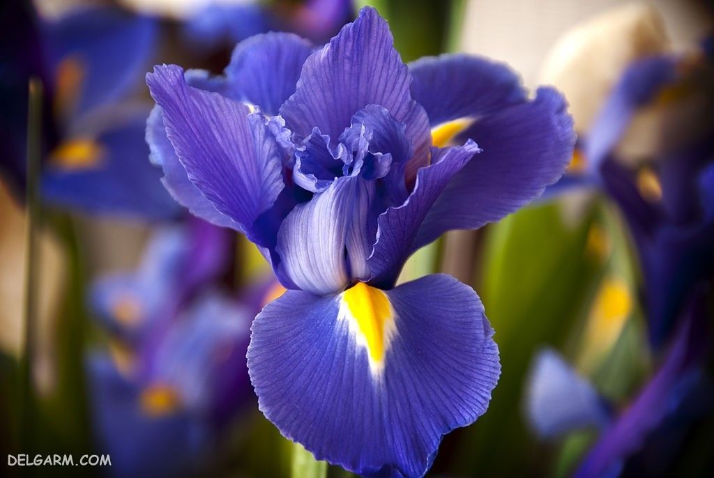 عکس گل زنبق برای پروفایل