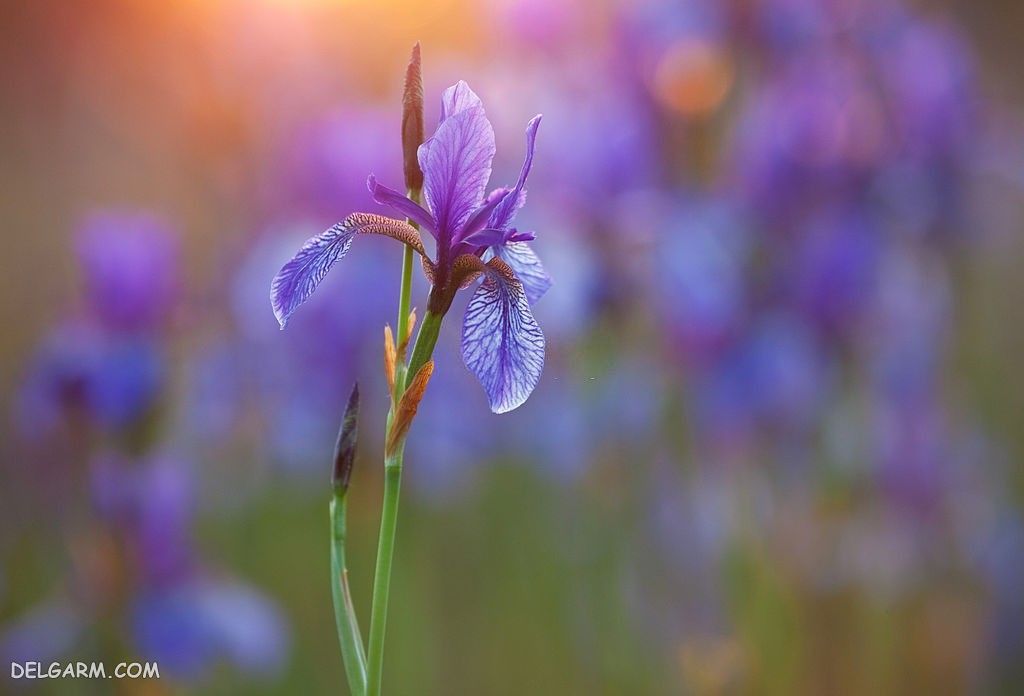 عکس گل زنبق برای پروفایل