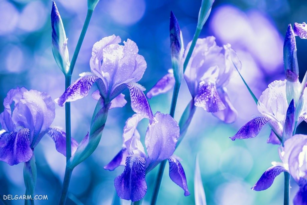 عکس گل زنبق برای پروفایل