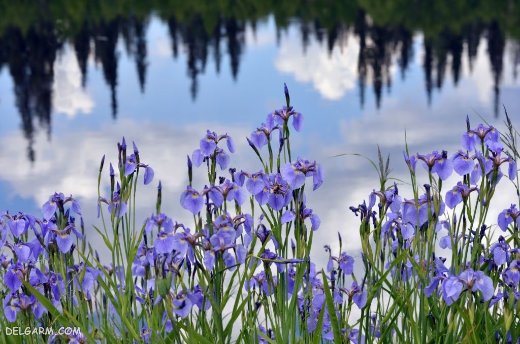 عکس گل زنبق برای پروفایل