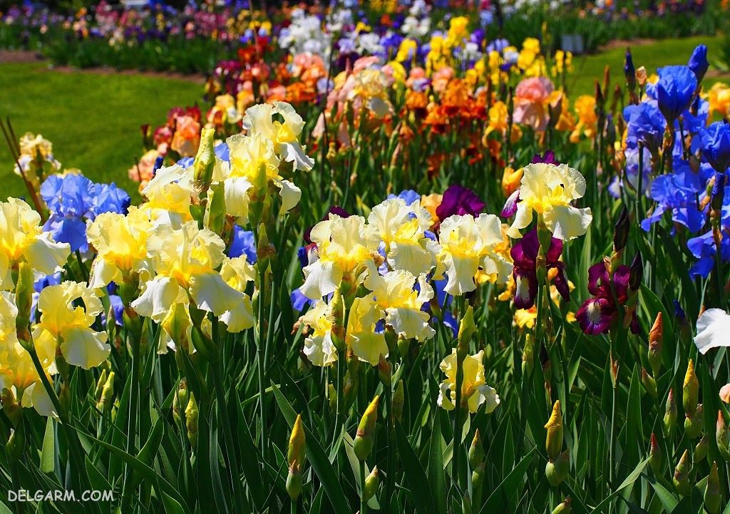عکس گل زنبق برای پروفایل