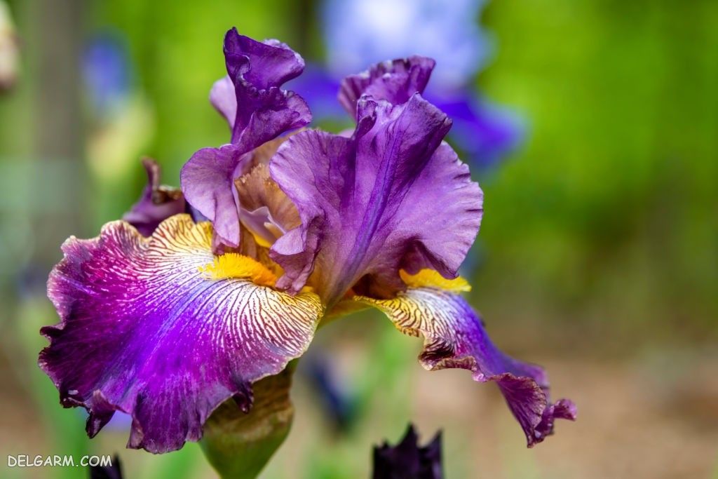 عکس گل زنبق برای پروفایل