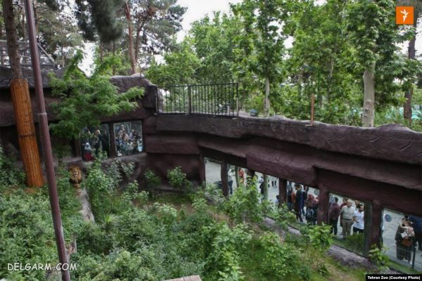 هیرمان در حال خوردن جیرهغذایی روزانه