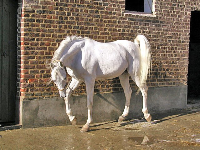 قیمت اسب سفید