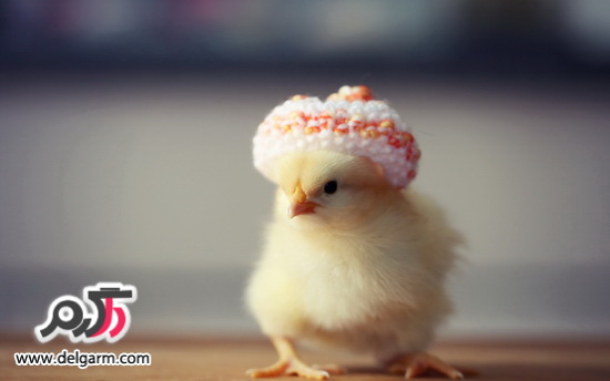 نگهداری از جوجه ها و روش نگهداری از جوجه ها نگهداری از جوجه ها و روش نگهداری از جوجه ها