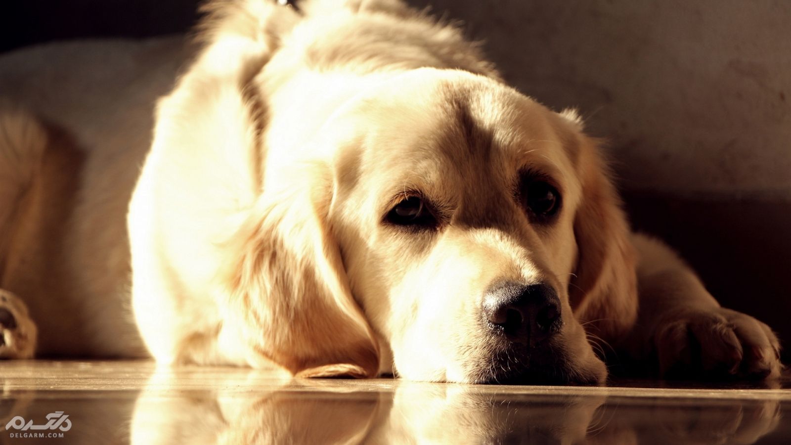 بیماری هاری خطرناک ترین ویروس در سگ