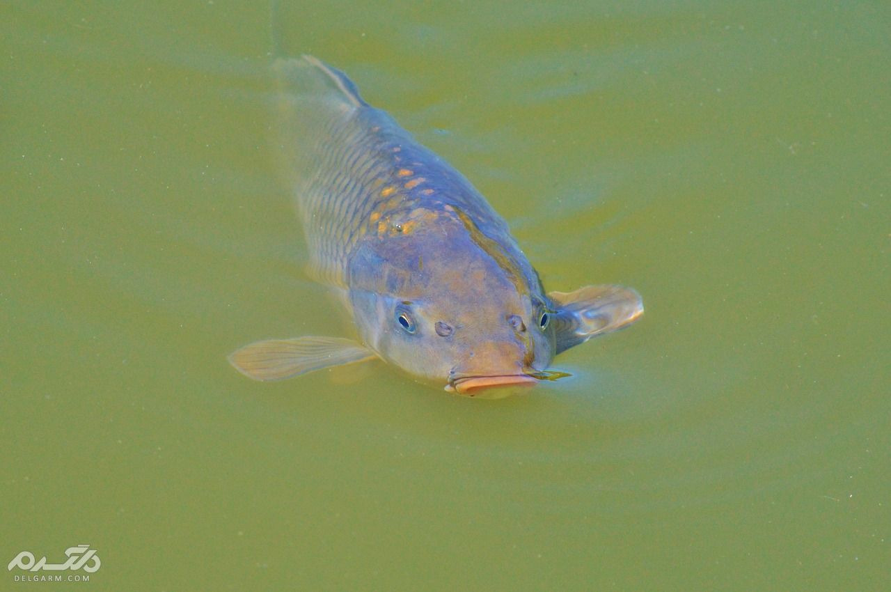 ماهی کپور ( ماهی گرمابی )