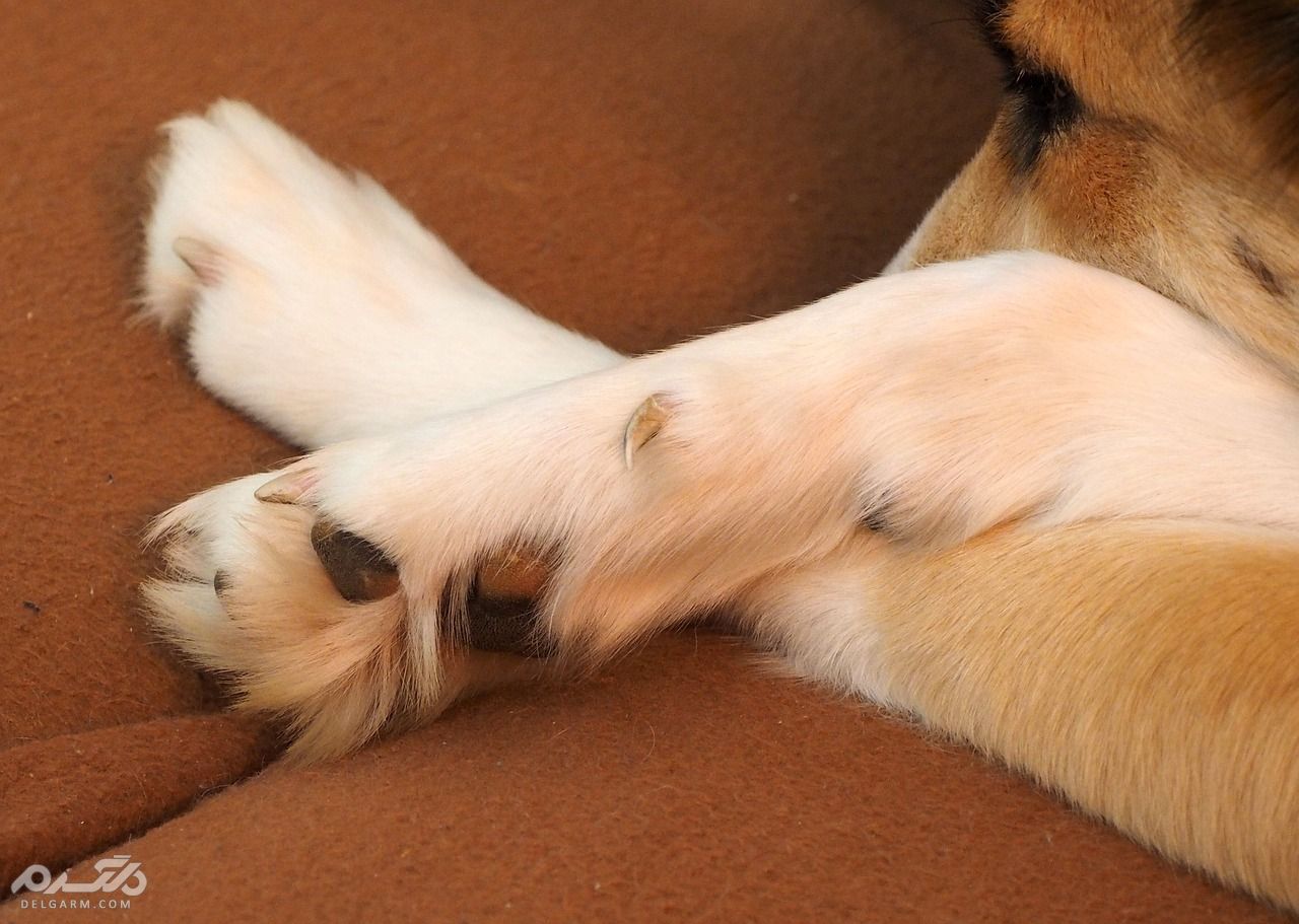 چرا سگ کف پای خود را لیس میزند؟