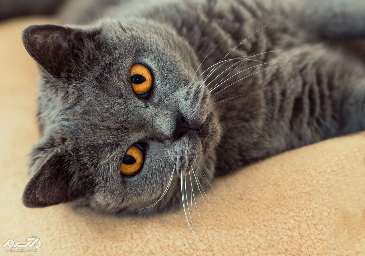 سرطان خون یا ویروس لوسمی در گربه ( Feline Leukemia Virus )
