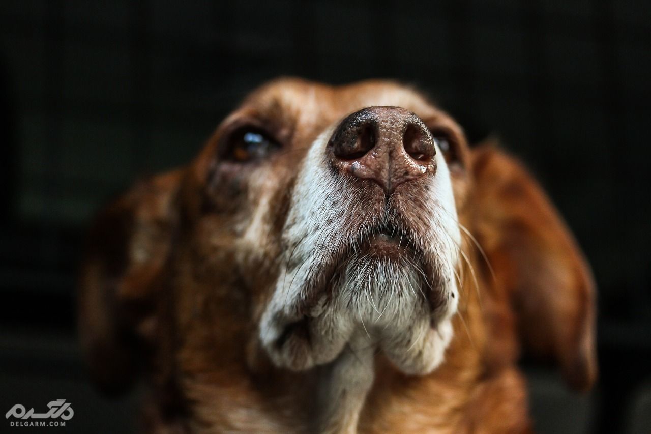 سرطان غدد لنفومی در سگ