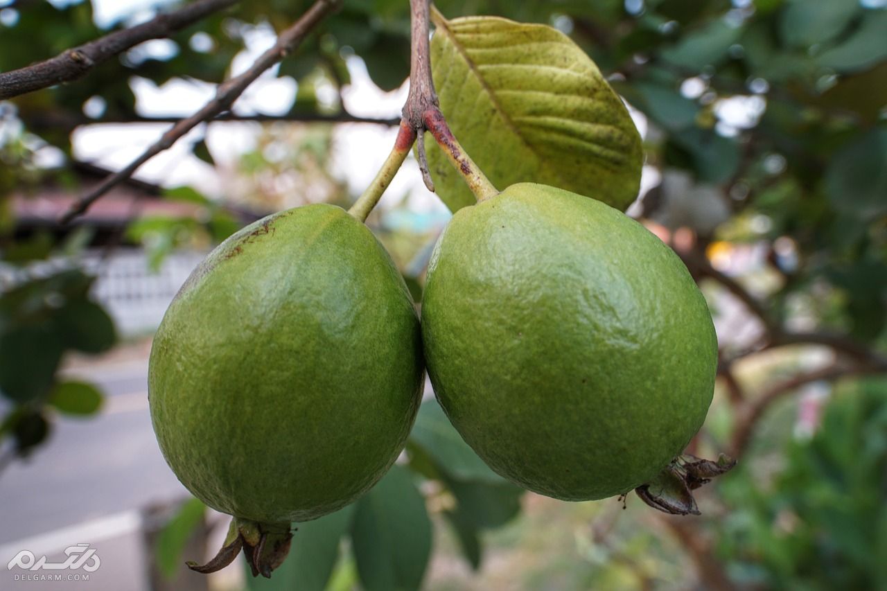 خواص برگ گواوا (Guava)