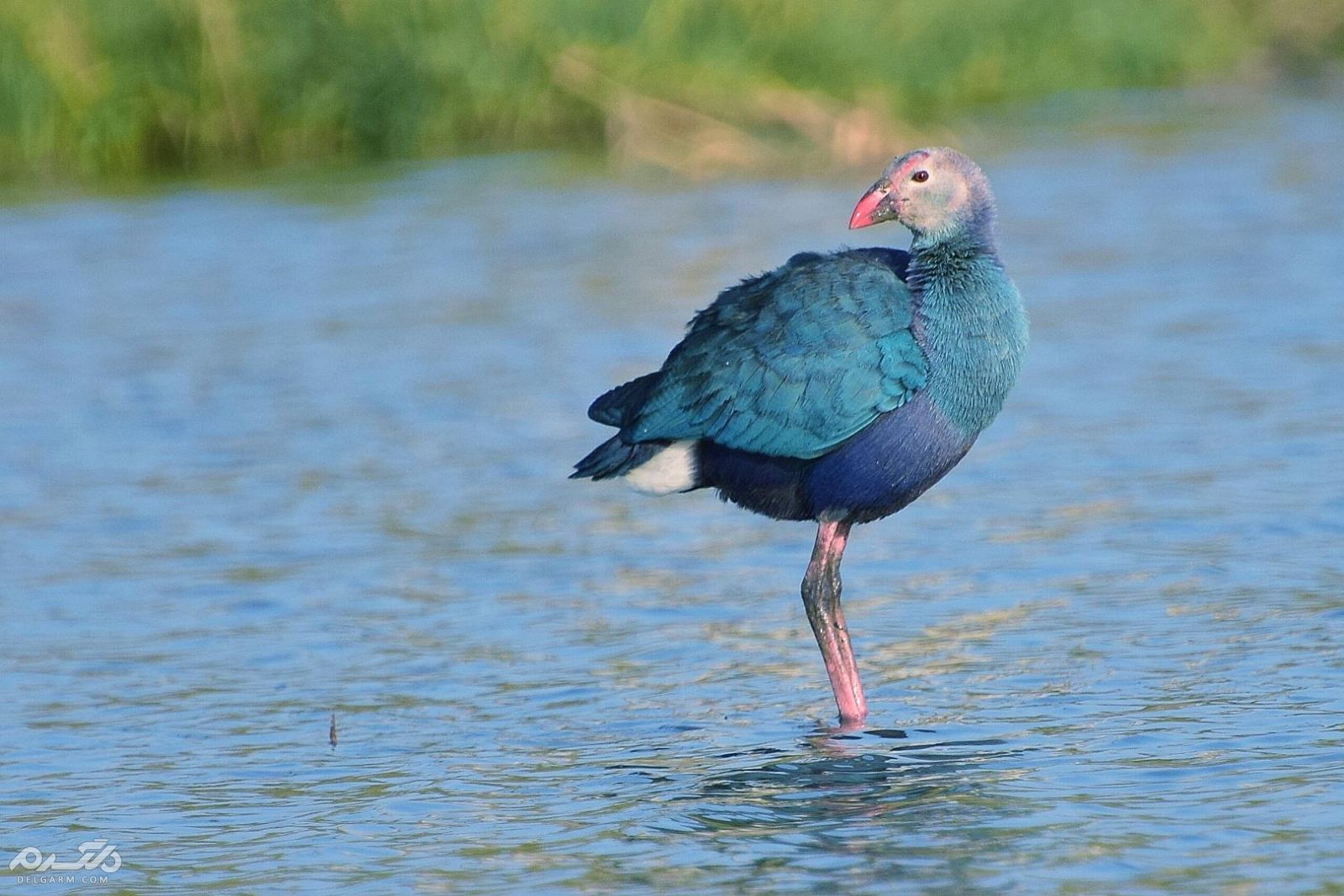معرفی گونه یلوه به نام طاووسک 