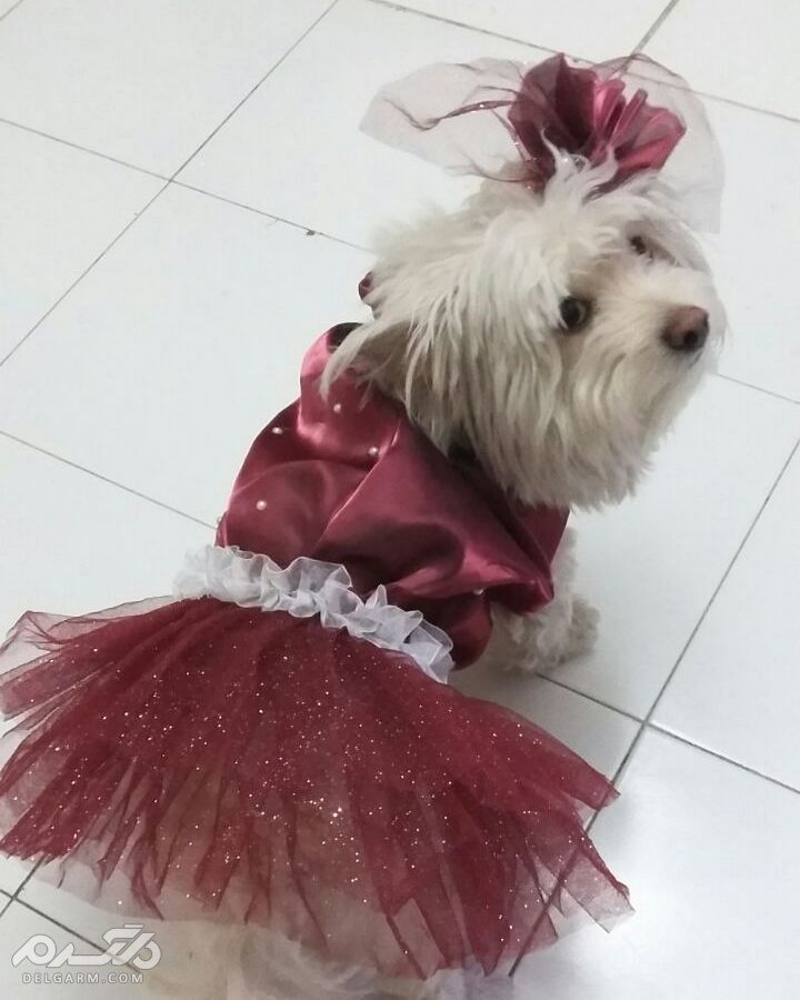 لباس سگ 2018