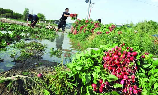 آلودگی مزارع سبزی جنوب تهران، باقرشهر به مواد نفتی