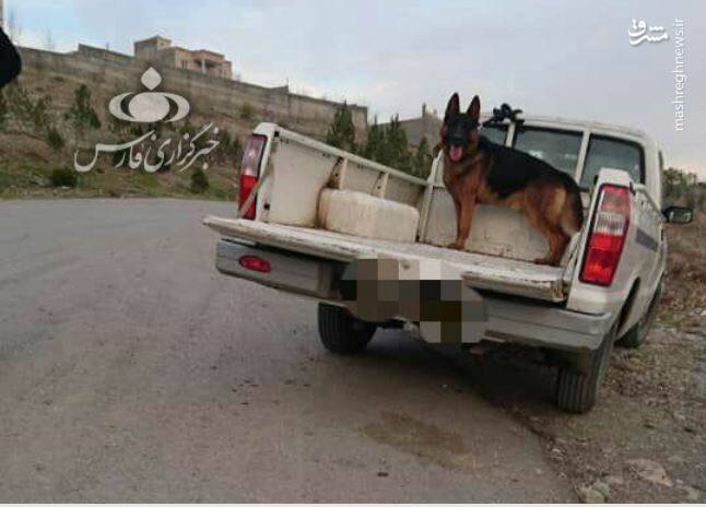 ممنوع شدن سگ گردانی ، لواسان ، حمله سگ