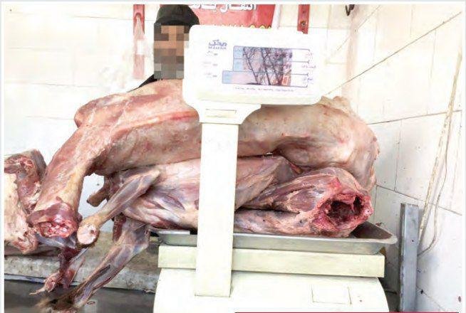کشف گوشت سگ در مشهد