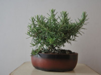 راهنمای کاشت و نگهداری از رزماری