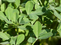 راهنمای کاشت و برداشت شنبلیله