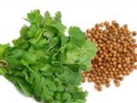 خواص شگفت انگیز گشنیز برای کنترل قند خون