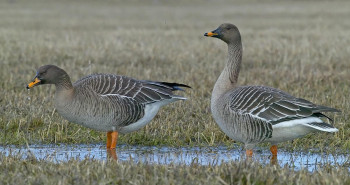 مشخصات و نحوه زندگی پرندهای مهاجر کمیاب به نام غاز پازرد ( Taiga Bean Goose )