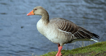 مشخصات ، نحوه زندگی و تشخیص غاز خاکستری ( Greylag Goose ) از دیگر گونه های