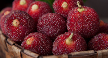 خواص یام بری (توت فرنگی چینی)