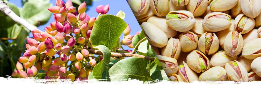 درمورد کالری و ارزش غذایی پسته بیشتر بدانید
