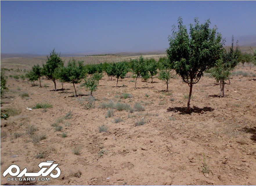 پوشش گیاهی