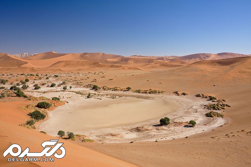 پوشش گیاهی بیابانی