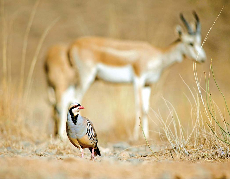 حیات وحش شهرستان نجف آباد