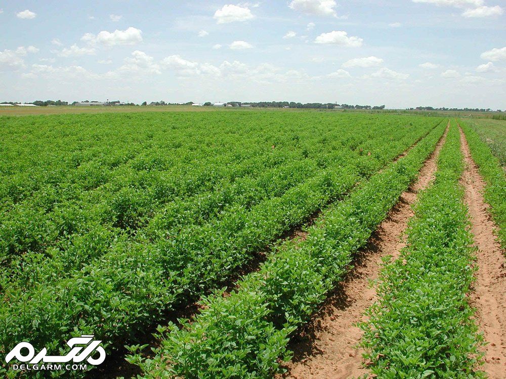 دیدنی های نجف آباد
