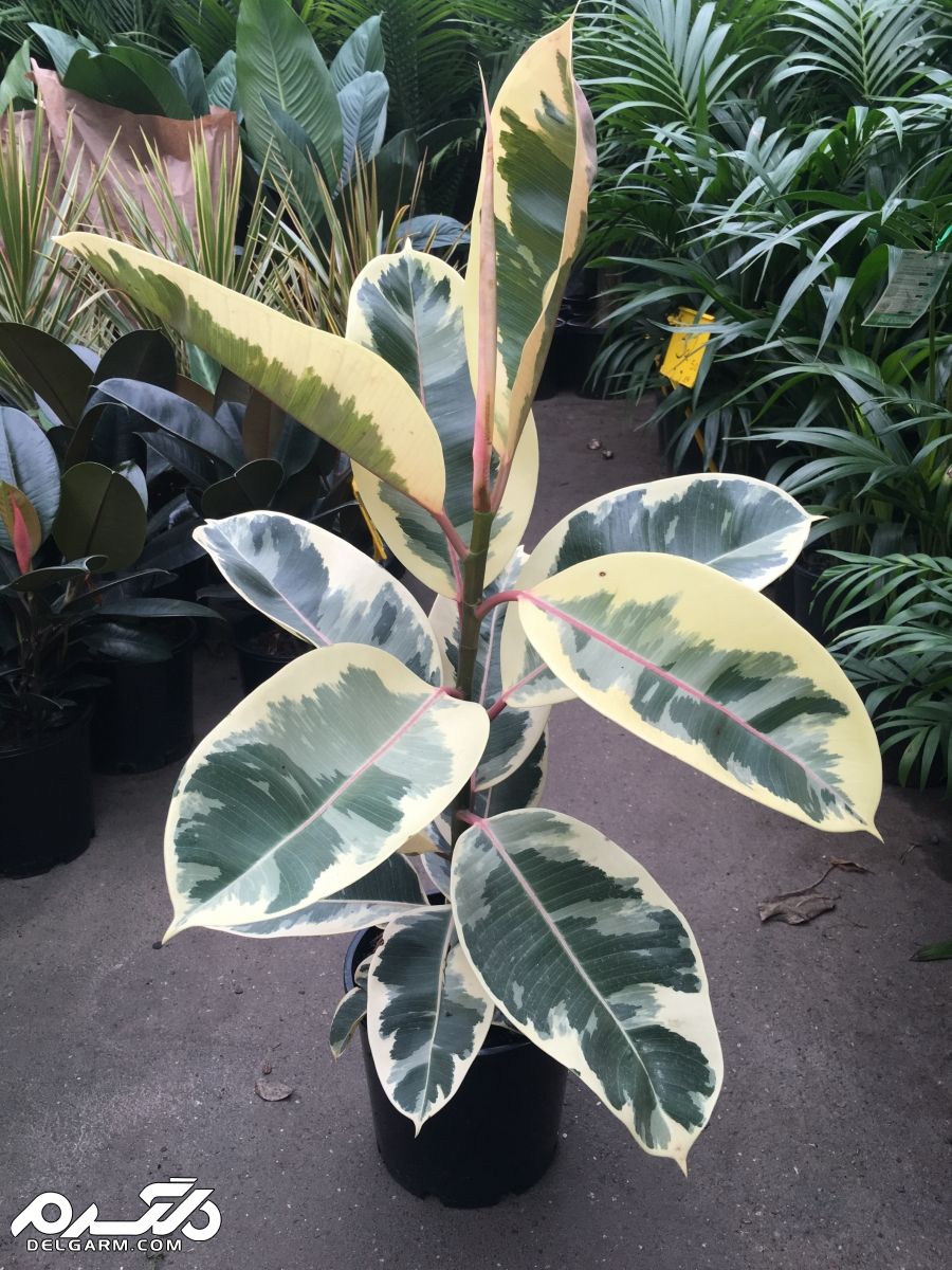  فیکوس