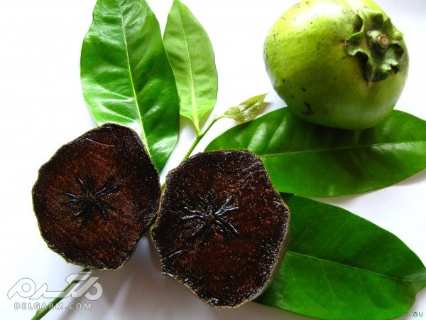 گیاه ساپوت سیاه (black sapote)