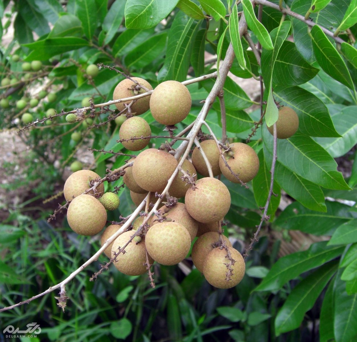 لونگان(چشم اژدها)