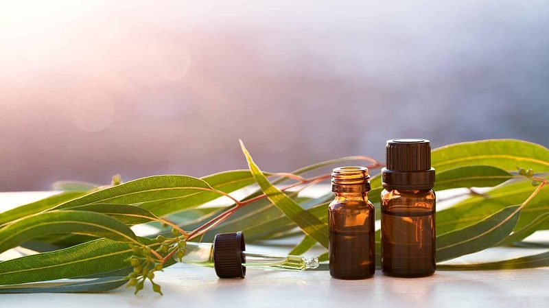آشنایی با خواص بخور اکالیپتوس