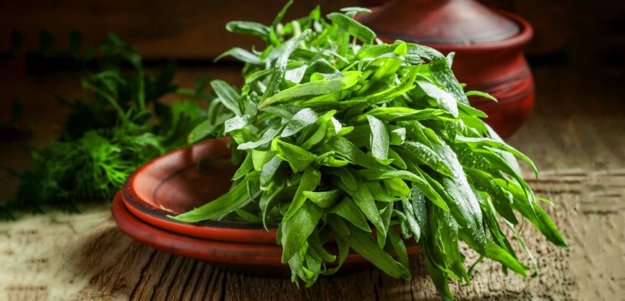 طرز تهیه سالاد ترخون , سالاد خوش طعم