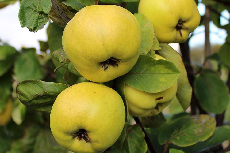 معرفی خواص خارق العاده برگ به