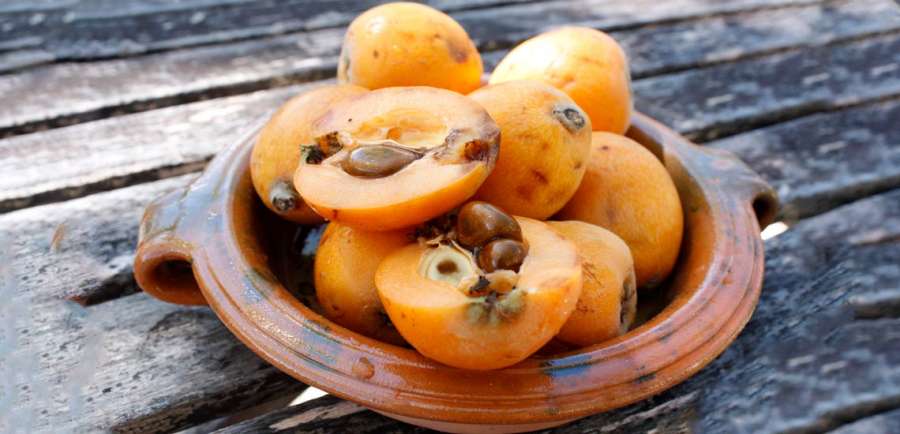 اثرات درمانی ازگیل در طب سنتی