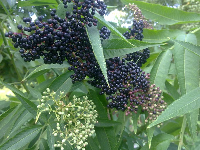 خواص گیاه آقطی