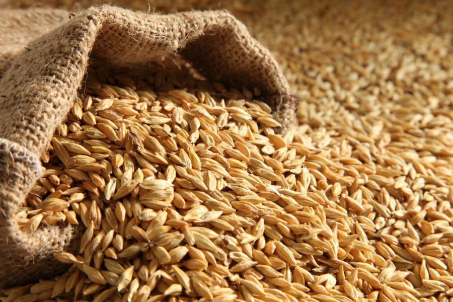 خواص شگفت انگیز سویق در روایات