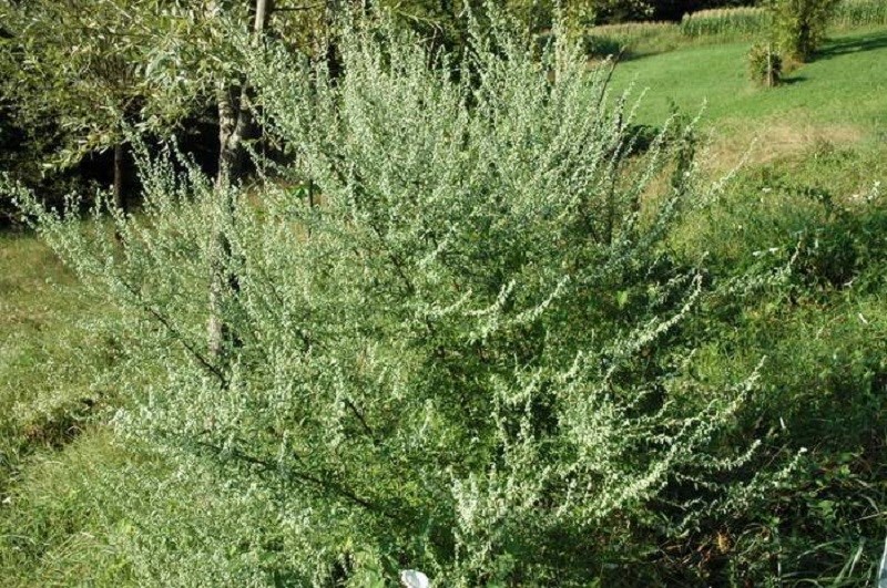 درمنه