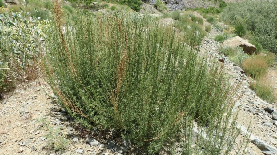 آشنایی با خواص دارویی گیاه درمنه