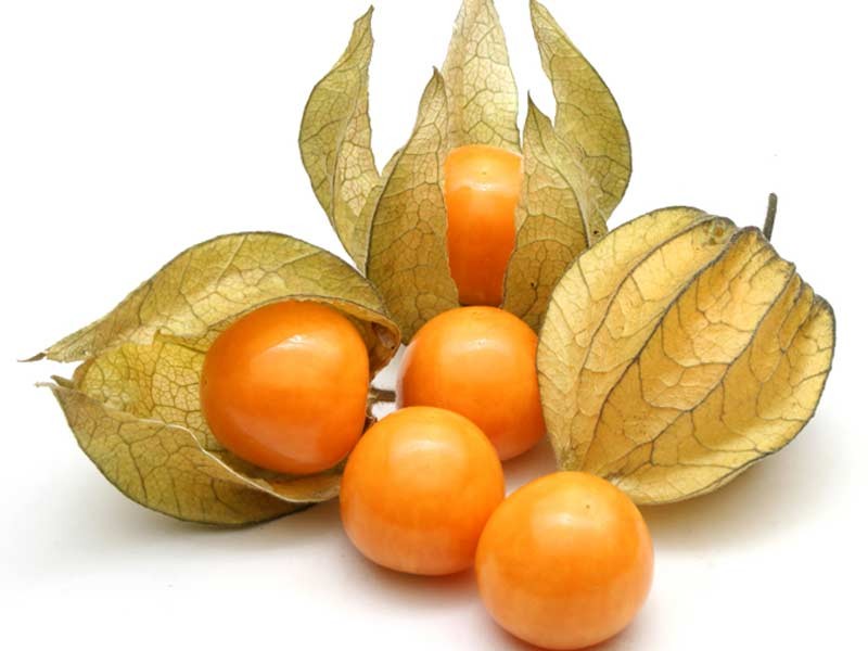 آشنایی با میوه فیسالیس یا گیلاس زمینی و خواص درمانی آن