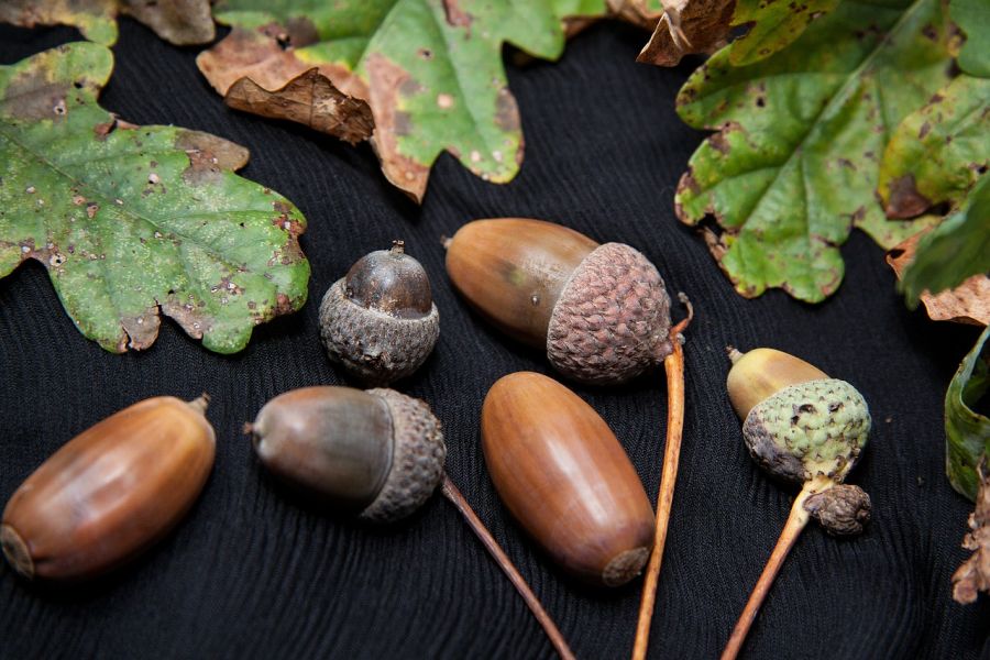 خواص شگفت انگیز روغن بلوط