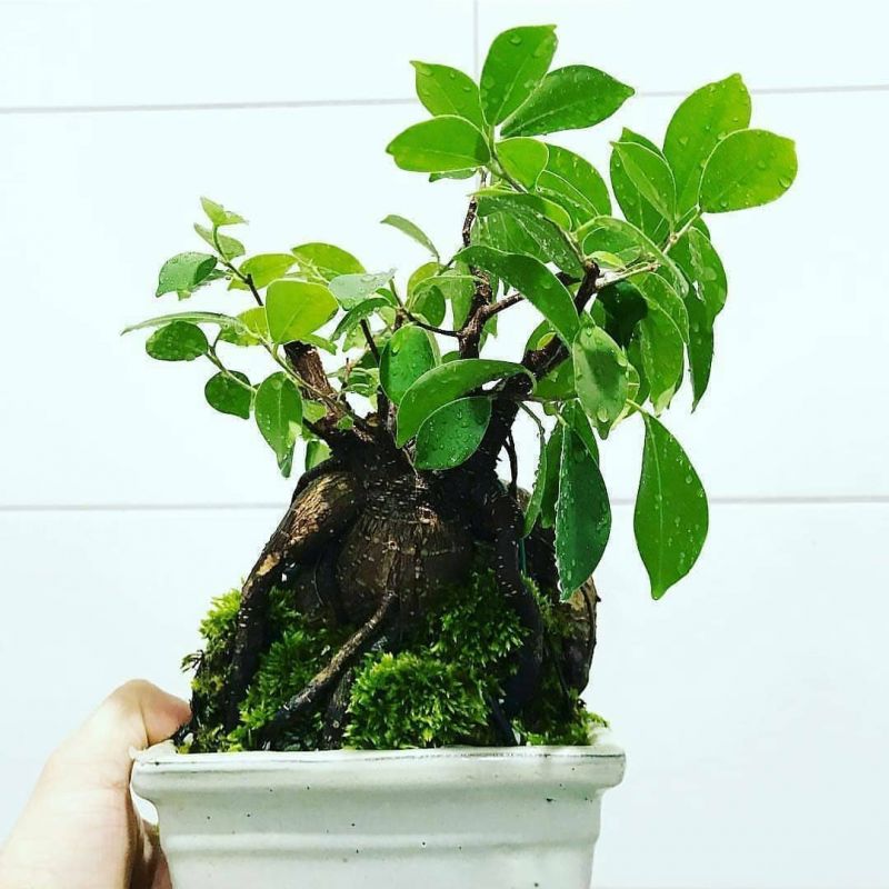 معرفی و نگهداری بونسای جنسینگ (فیکوس)
